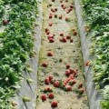 Confirmado: los empresarios freseros de Huelva tiran la fruta para mantener precios