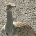 Principe saudí caza 2.100 ejemplares de un ave en grave peligro de extinción