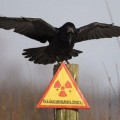 28 aniversario de Chernobyl: Las aves se adaptan a la larga exposición a la radiación [eng]