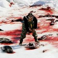 Comienza la polémica caza anual de 400.000 focas en Canadá