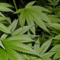 El cannabis ante la perspectiva de la legalización