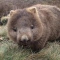 Wombat gordo comiendo