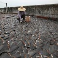 El "Muro de la muerte"  de las flotas española y lusa está masacrando millones de tiburones