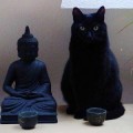 Ahoga a su gato en la lavadora porque le rompió su estatua de Buda