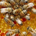 Las abejas melíferas abandonan las colmenas y mueren debido al uso de insecticidas, según una investigación [eng]