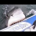 Un tiburón blanco ataca a una lancha zodiac en Sudáfrica