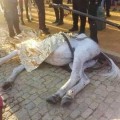 La otra cara de la feria de Sevilla, caballos muertos de agotamiento