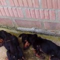 Andalucía, a la cabeza en maltrato de animales domésticos en España