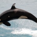 Se ha descubierto una orca de 103 años... y esto son malas noticias [ENG]
