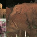 Cría de  elefante se niega a abandonar a su madre muerta  (sus salvadores intentan evitar los depredadores) (ENG)