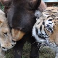 La historia de Leo, Baloo y Shere Khan: el vínculo Inseparable entre un oso, un león y un tigre (ENG)