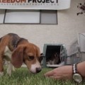 Nueve beagles rescatados del laboratorio experimentan por primera vez el aire libre
