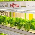 ¿Por qué Fujitsu cultiva lechuga en sus fábricas de semiconductores?