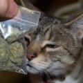 Denuncia a su gato por volver a su casa con una bolsa de marihuana