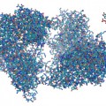 Publicados los dos primeros esbozos del mapa de proteínas humano