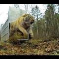Liberan a un tigre siberiano en el bosque