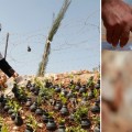 La mujer palestina que plantaba flores en granadas [eng]