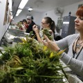 19.000.000$ en cannabis vendidos en Colorado, en marzo: 1.9 mill. de beneficio van a Educación y el delito cae un 10%