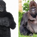 Un empleado se disfraza de gorila y le disparan con dardo