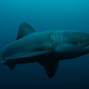 ¿Qué animal puede haber devorado este tiburón blanco de casi 3 metros?