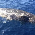 Hallan muerto un cachalote de diez metros en Tenerife