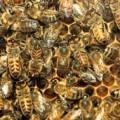 Arañas australianas para rescatar a las abejas de Europa
