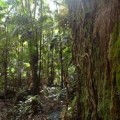 Brasil ha reducido la deforestación de la Amazonía en un 70 % desde 2004