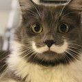 Hamilton, el gato "Hipster" con bigote