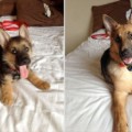 Fotografías de perros. Cómo eran antes y cómo son ahora