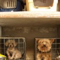 Cachorros en los escaparates como reclamo de un oscuro negocio