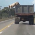 ¿Morir? Hoy no. Cerdo salta del camión para sobrevivir