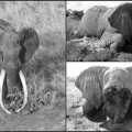 Cazadores ilegales matan a Satao, el rey de los elefantes de Kenia