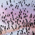 Los impresionantes e inesperados colores de la Antártida y sus pingüinos