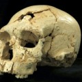 17 nuevos cráneos en el yacimiento de Atapuerca aportan nuevos datos sobre los neanderthales