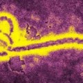 El Hospital La Fe de Valencia activa el protocolo de actuación ante un posible caso de ébola