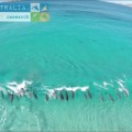 Un drone capta  a un grupo de delfines jugando en el mar