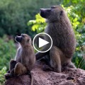 Cómo engañar a los babuinos para que revelen su abastecimiento secreto de agua