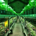 El cannabis se convierte en el gran negocio de los estados que lo legalizan [ENG]