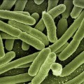 Encuentran un hongo capaz de eliminar la resistencia de las bacterias a los antibióticos