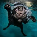 Parque acuático canino en España