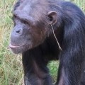 Una chimpancé de Zambia impuso la tendencia de llevar hierba en la oreja. Y sus compañeros la copiaron
