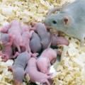 Nacen ocho ratones sanos a partir del tejido congelado de testículos de recién nacido