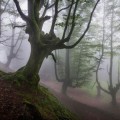 Un bosque místico en España