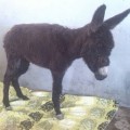 Imputan a tres personas ante el maltrato sufrido por el burro que fue apaleado en Los Almendros