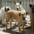 El Principado de Asturias autoriza el abatimiento y eliminación de perros abandonados