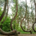 El misterio de los pinos encorvados de Gryfino