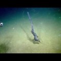 Extrañísima criatura descubierta en las profundidades del océano