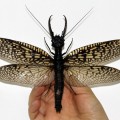 Descubierto en Sichuan el insecto acuático más grande y tremendo del mundo