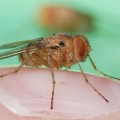 El oído de la mosca inspira los audífonos del futuro