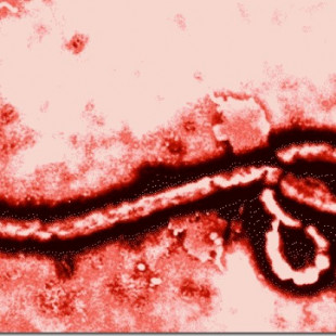 ¿Puede el ébola convertirse en una epidemia mundial?
